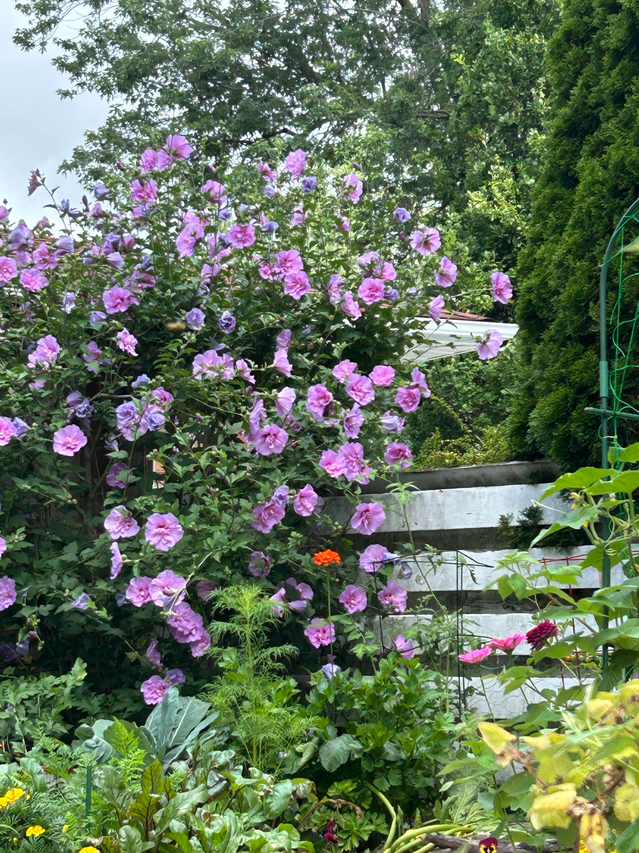 Beca's Garden 2026 Rebecca Demers’ garden with a large pink Rose of Sharon surrounded by zinnias, cucumbers, and leafy green vegetables.